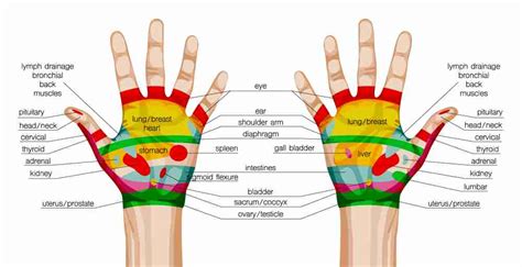 Integrative Therapies for Radiation-Related Toxicities in Hematological Malignancies.