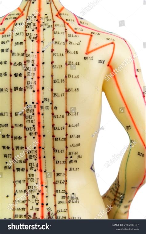 Efficacy and safety of 2 Hz versus 100 Hz electroacupuncture for pain-dominant shoulder periarthritis: a study protocol for a single-center randomized controlled trial.