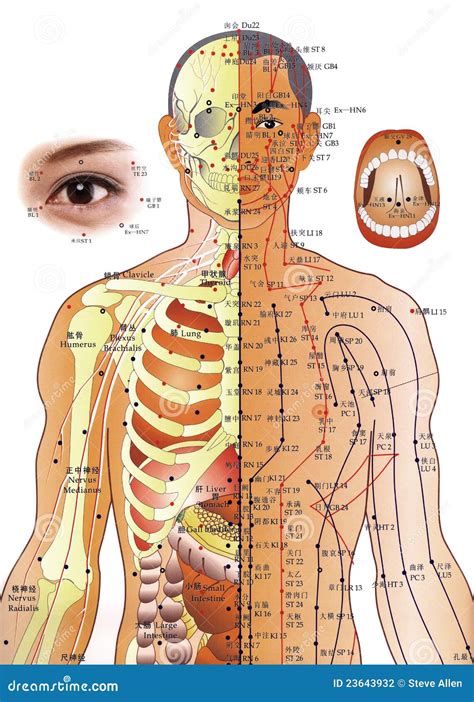 Cortical hemodynamic responses to acupuncture at Lianquan (CV23) in patients with post-stroke dysphagia: a functional near-infrared spectroscopy study.