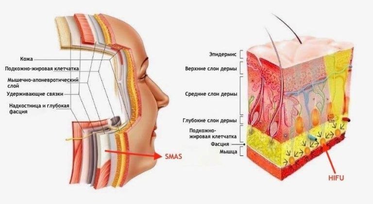 Анатомия лица: SMAS, слои кожи, подкожно-жировая клетчатка