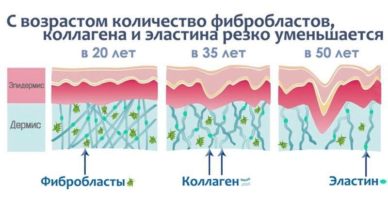 Старение кожи: фибробласты, коллаген и эластин в 20, 35 и 50 лет